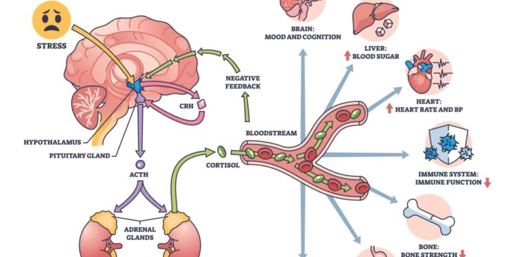 Stress and Heart Disease: How to Lower Cortisol and Why it Matters ...